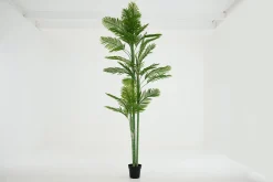 Flamant Arecapalm, Plant^ Decoratie