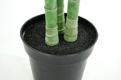 Flamant Arecapalm, Plant^ Decoratie