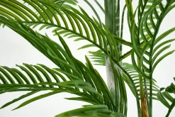 Flamant Arecapalm, Plant^ Decoratie