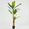 Flamant Bananenboom, Plant^ Decoratie