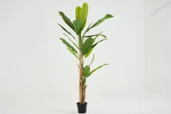 Flamant Bananenboom, Plant^ Decoratie