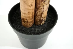 Flamant Bananenboom, Plant^ Decoratie