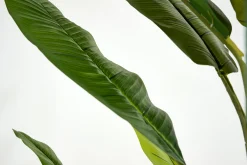 Flamant Bananenboom, Plant^ Decoratie