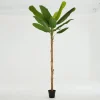 Flamant Bananenboom, Plant^ Decoratie