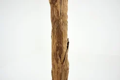 Flamant Bananenboom, Plant^ Decoratie