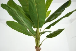 Flamant Bananenboom, Plant^ Decoratie