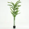 Flamant Betelpalm, Plant^ Decoratie