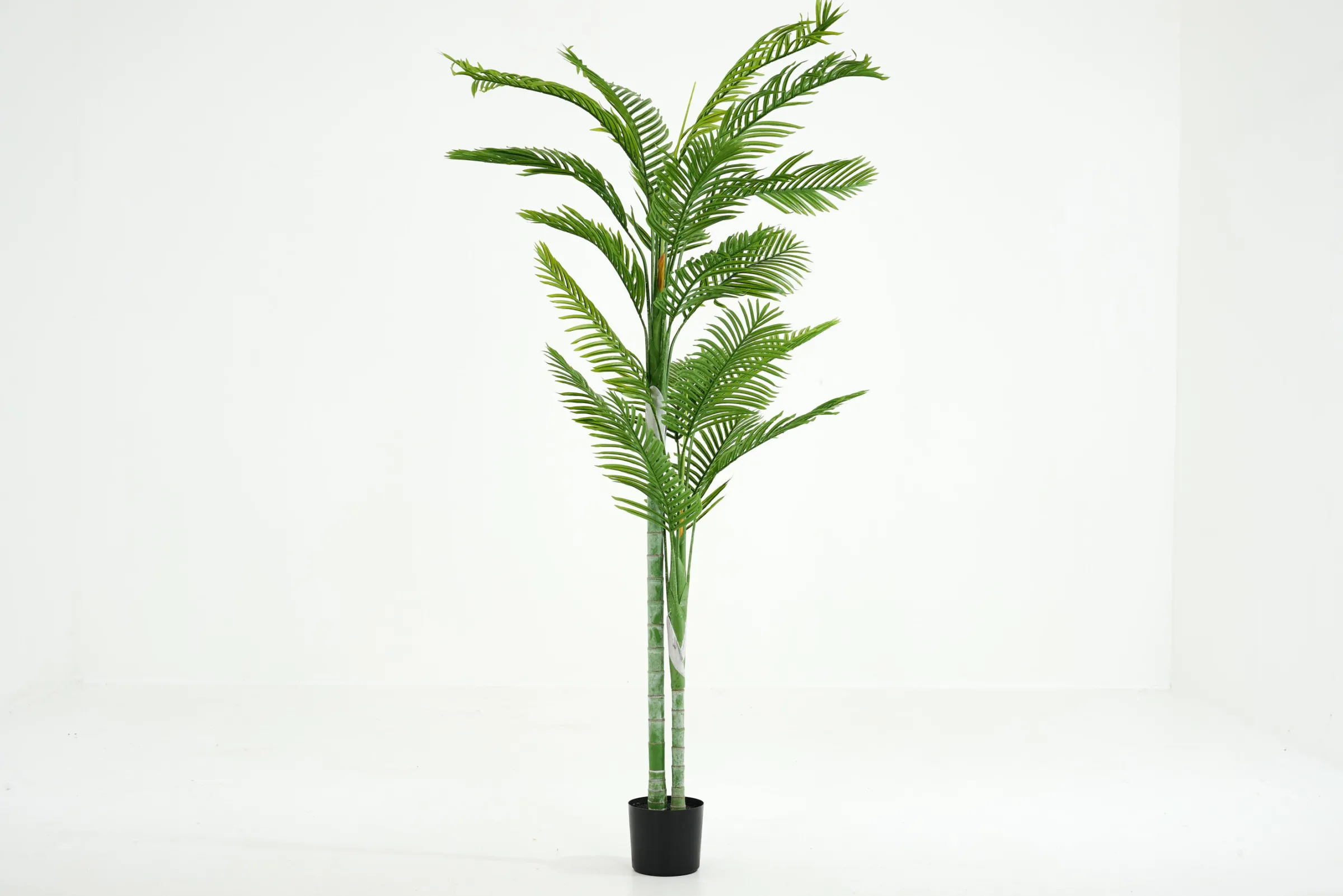 Flamant Betelpalm, Plant^ Decoratie