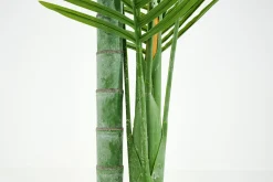 Flamant Betelpalm, Plant^ Decoratie