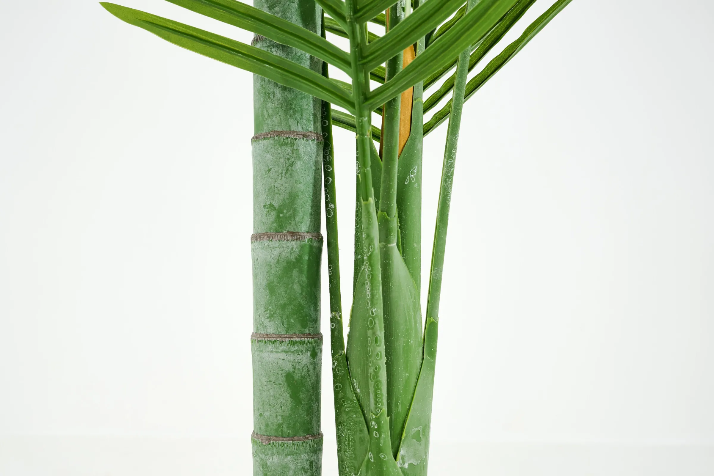 Flamant Betelpalm, Plant^ Decoratie