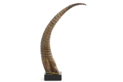 Flamant Dakkapel, Deco, Hoorn^ Decoratie