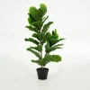 Flamant Fiddle Leaf-Vijg, Plant^ Decoratie