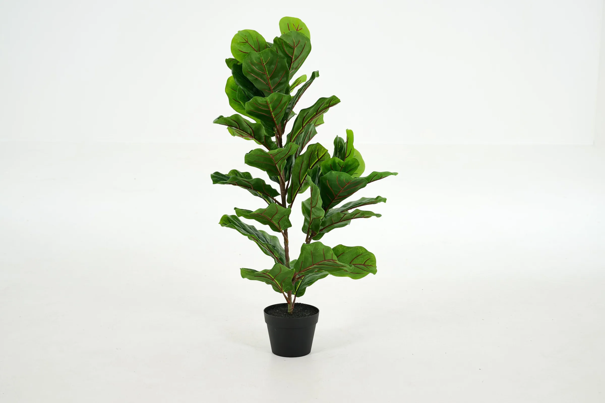 Flamant Fiddle Leaf-Vijg, Plant^ Decoratie