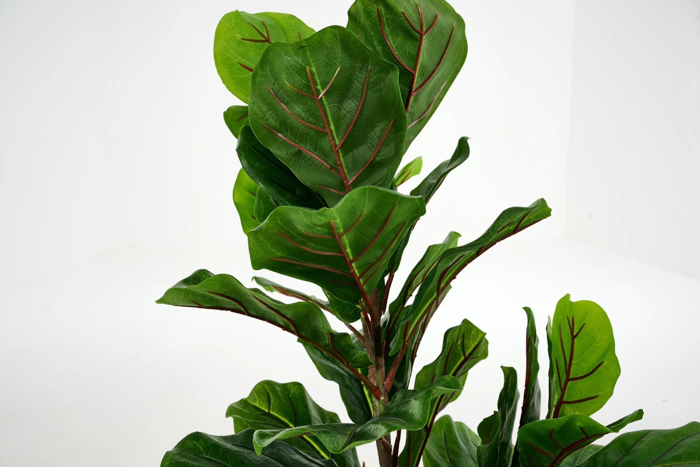 Flamant Fiddle Leaf-Vijg, Plant^ Decoratie