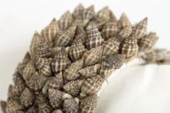 Flamant Kanare, Servetring, Schelpen^ Accessoires