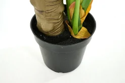 Flamant Monsteraplant, Plant^ Moederdag